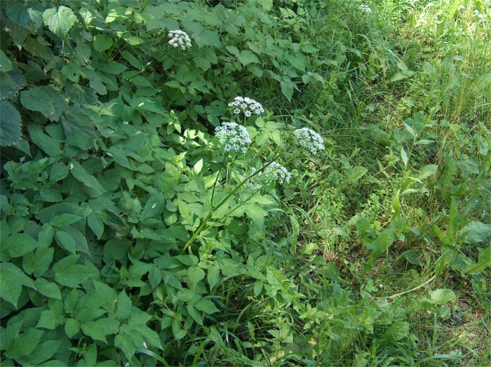 Aegopodium podagraria / Girardina silvestre
